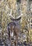 Whitetail buck walking through corn field