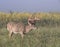 Whitetail buck with wildflowers on a foggy morning.