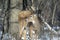 Whitetail Buck: Winter Study