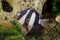 Whitetail dascyllus