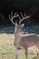 Whitetail deer