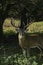 Whitetail Deer