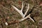 Whitetail Deer Antler Shed on Ground