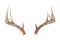 Whitetail Deer Antlers