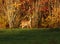 Whitetail Deer Autumn Colors