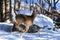 Whitetail deer bounding through the snow