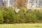 whitetail deer browsing in green field