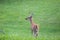 Whitetail deer browsing in green field buck in velvet