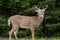 Whitetail Deer Buck