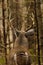 Whitetail Deer Buck