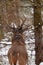 Whitetail Deer Buck