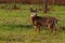 Whitetail Deer Buck