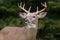 Whitetail Deer Buck