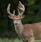 Whitetail Deer Buck