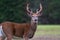 Whitetail Deer Buck