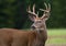 Whitetail Deer Buck