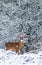 Whitetail Deer Buck Against Backdrop of Winter Snow