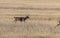 Whitetail Deer Buck Chasing Doe in the Fall Rut