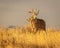 Whitetail Deer Buck checks for danger while moving through field