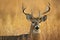 Whitetail Deer Buck closeup portrait