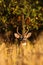 Whitetail Deer Buck in Cut Corn Field