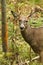 Whitetail Deer Buck Fall Rut Rub
