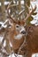 Whitetail Deer Buck During Fall Rut in Snow