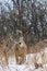 Whitetail Deer Buck Feeding During a Winter Snowfall