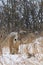 Whitetail Deer Buck Feeding During a Winter Snowfall