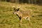 Whitetail deer buck in a field