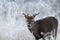 Whitetail deer buck on frosty morning