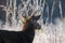 Whitetail deer buck on frosty morning