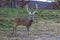 Whitetail deer buck with large rack with funny expression in center of grassy field on a late fall afternoon