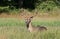 Whitetail Deer Buck Laying Down in Tall Grass