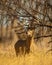 Whitetail Deer Buck licks lips while traveling through wooded terrain