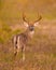 Whitetail Deer Buck looks behind him wile traveling through field