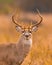 Whitetail Deer Buck poses for closeup portrait