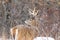 Whitetail Deer Buck Poses During a Snowfall