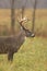 Whitetail deer buck profile