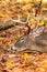 Whitetail Deer Buck Resting Head