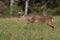 Whitetail deer buck running through meadow