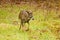 Whitetail deer buck runs along the edge of a field