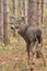 Whitetail Deer Buck Rut