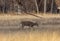 Whitetail Deer Buck Rutting in Autumn
