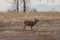 Whitetail Deer Buck Rutting in Fall