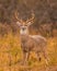 Whitetail Deer Buck is seen standing in open terrain during fall hunting season