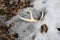 Whitetail Deer Buck Shed Antler in Snow Shed Hunting