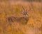 Whitetail Deer Buck is shown checking the air for scent