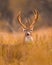 Whitetail Deer Buck is shown licking his lips