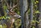 Whitetail Deer Buck Side Profile in Forest